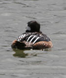 Hooded Merganser,male