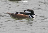 Hooded Merganser,male