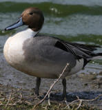 Northern Pintail,male in breeding plumage