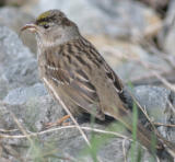 Golden-crowned Sparrow eating