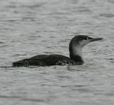 Red-throated Loon