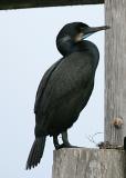 Brandts Cormorant