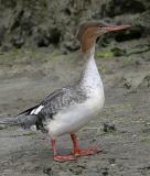 Red-breasted Merganser,female in breeding plumage