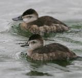 Ruddy ducks,females