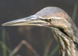 American Bittern