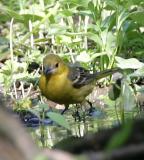 Hooded Oriole,female