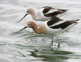 American Avocet pair in breeding plumage