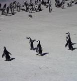 Magellanic Penguins