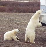 Polar Bear mom and cub and Tundra Buggy