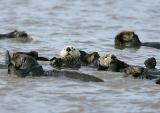 Six Sea Otters rafting together