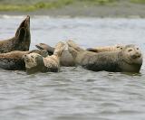 Harbor Seals