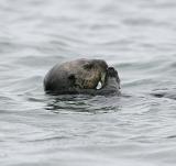 Sea Otter with clam