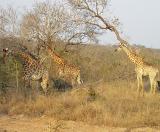 Giraffes