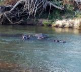 Hippo family cooling off