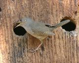 House Wren