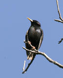 European Starling