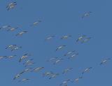 1.American White Pelicans in flight from behind