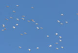2.American White Pelicans in flight looking down upon them