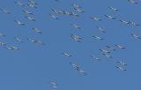 3.American White Pelicans in flight from the front
