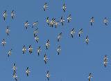 4.American White Pelicans in flight from below