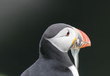 Seabirds-Alcids(Murre,Guillemot,Puffin,Razorbill,Auklet) ,Tubenoses (Fulmar,Petrel,Albatross and Shearwater) and Penguins