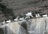 Northern Gannets on the nests