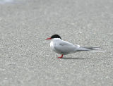 Arctic Tern