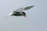 Arctic Tern