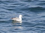 Northern Fulmar