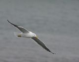 Herring gull in flight