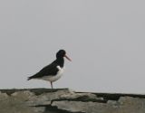 Eurasian Oystercatcher