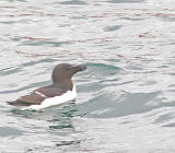 Razorbill