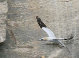 Northern Gannet in flight