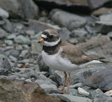 Common Ringed Plover.male
