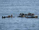 5 Sea Otters Rafting together