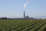 Artichoke fields with Duke electrical generation plant in the background