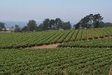 Strawberry fields with Monterey Bay in the background