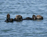 Pair of Sea Otters