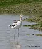 American Avocet,nonbreeding