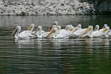 1.American White Pelicans moving toward fishing grounds