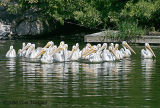 3.American White Pelicans spreading out