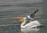 American White Pelican eating his fish and being harassed by Ring-billed gulls