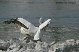 American White Pelican spreads his wings