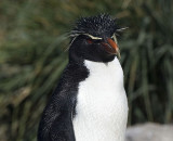 Rockhopper Penguin