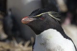 Rockhopper Penguin