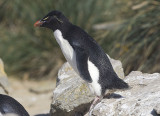 Rockhopper prepares to do his thing