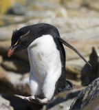 Rockhopper in flight