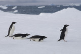 Adelies on Iceberg