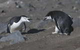 Chinstrap Penguins in a fight