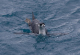 Chinstrap in the water